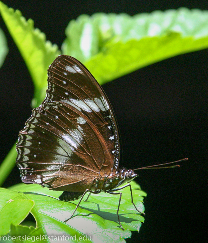 borneo 2005